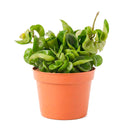 buy hoya rope plant live houseplant 4" pot online, hoya carnosa compacta with classic twisted rope foliage in forest green in a nursery pot, semi-succulent drought tolerant vine, pet-safe non-toxic, easy care for beginners, a beautiful bohemian gift that grows more impressive every year