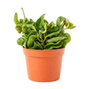 buy hoya rope plant live houseplant 4" pot online, hoya carnosa compacta with classic twisted rope foliage in forest green in a nursery pot, semi-succulent drought tolerant vine, pet-safe non-toxic, easy care for beginners, a beautiful bohemian gift that grows more impressive every year