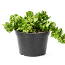 buy hoya rope plant live houseplant 4" pot online, hoya carnosa compacta with classic twisted rope foliage in forest green in a nursery pot, semi-succulent drought tolerant vine, pet-safe non-toxic, easy care for beginners, a beautiful bohemian gift that grows more impressive every year