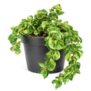 buy hoya rope plant live houseplant 4" pot online, hoya carnosa compacta with classic twisted rope foliage in forest green in a nursery pot, semi-succulent drought tolerant vine, pet-safe non-toxic, easy care for beginners, a beautiful bohemian gift that grows more impressive every year
