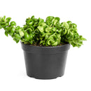 buy hoya rope plant live houseplant 4" pot online, hoya carnosa compacta with classic twisted rope foliage in forest green in a nursery pot, semi-succulent drought tolerant vine, pet-safe non-toxic, easy care for beginners, a beautiful bohemian gift that grows more impressive every year
