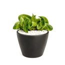 buy hoya rope plant live houseplant 4" pot online, hoya carnosa compacta with classic twisted rope foliage in forest green in a nursery pot, semi-succulent drought tolerant vine, pet-safe non-toxic, easy care for beginners, a beautiful bohemian gift that grows more impressive every year