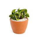 buy hoya rope plant live houseplant 4" pot online, hoya carnosa compacta with classic twisted rope foliage in forest green in a nursery pot, semi-succulent drought tolerant vine, pet-safe non-toxic, easy care for beginners, a beautiful bohemian gift that grows more impressive every year