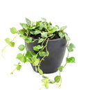 6" pot hoya 'curtisii' live houseplant for sale, lush miniature wax vine with grey-marbled succulent-like leaves densely covering trailing stems, striking bohemian hanging display with visible aerial roots, thrives with bright indirect light and moderate humidity, special hoya collector gift