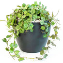 6" pot hoya 'curtisii' live houseplant for sale, lush miniature wax vine with grey-marbled succulent-like leaves densely covering trailing stems, striking bohemian hanging display with visible aerial roots, thrives with bright indirect light and moderate humidity, special hoya collector gift