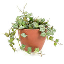 6" pot hoya 'curtisii' live houseplant for sale, lush miniature wax vine with grey-marbled succulent-like leaves densely covering trailing stems, striking bohemian hanging display with visible aerial roots, thrives with bright indirect light and moderate humidity, special hoya collector gift