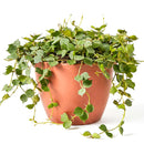6" pot hoya 'curtisii' live houseplant for sale, lush miniature wax vine with grey-marbled succulent-like leaves densely covering trailing stems, striking bohemian hanging display with visible aerial roots, thrives with bright indirect light and moderate humidity, special hoya collector gift