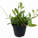 4" pot hoya chouke live houseplant for sale, small succulent-like almond-shaped dark green foliage with felted texture, cascading trailing vine suited for hanging baskets or shelves, subtle silver leaf speckles adding visual charm, low-maintenance tropical hybrid thriving in bright indirect light, a stunning bohemian accent for shelves or windowsills, ideal gift for rare plant enthusiasts