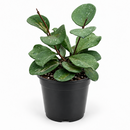 A green trailing houseplant with heart-shaped leaves in a black plastic nursery pot, photographed against a clean white background.