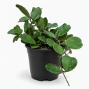 A green trailing houseplant with heart-shaped leaves in a black plastic nursery pot, photographed against a clean white background.