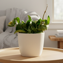 buy hoya rope plant live houseplant 4" pot online, hoya carnosa compacta with classic twisted rope foliage in forest green in a nursery pot, semi-succulent drought tolerant vine, pet-safe non-toxic, easy care for beginners, a beautiful bohemian gift that grows more impressive every year