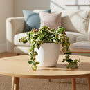 buy hoya 'rope plant' variegated live houseplant 3" pot online, compact starter plant with distinctive rope-form coiled vines, variegated green and white waxy leaf texture, trailing semi-succulent growth ideal for hanging baskets, slow-growing low-maintenance hoya variety, charming boho shelf or windowsill accent, unique and rare living gift for plant lovers