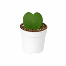 buy hoya sweetheart live houseplant 4" pot online, vibrant heart-shaped plump waxy leaves in lush forest green, semi-succulent tropical vining houseplant, slow-growing long-lived form, bright indirect light lover with drought tolerance, beautiful bohemian indoor accent plant, a heartfelt and lasting gift for any occasion