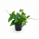 buy hoya 'black margin' live houseplant 4" pot online, compact vining wax plant with bold dark-bordered ovate foliage and subtle silver speckles, semi-glossy leaf surface with three-dimensional dimpled texture, easy-care epiphytic climber perfect for bright windowsills or hanging hooks, sophisticated dark-edged foliage for bohemian or minimalist home decor, a thoughtful and rare houseplant gift for collectors