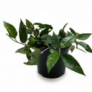 buy hoya 'black margin' live houseplant 4" pot online, compact vining wax plant with bold dark-bordered ovate foliage and subtle silver speckles, semi-glossy leaf surface with three-dimensional dimpled texture, easy-care epiphytic climber perfect for bright windowsills or hanging hooks, sophisticated dark-edged foliage for bohemian or minimalist home decor, a thoughtful and rare houseplant gift for collectors