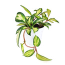 6" pot hoya carnosa krimson princess live houseplant for sale, nursery pot showcasing healthy trailing stems and multiple leaves, thick succulent-like waxy texture with pink blush new growth, thrives in bright indirect light near east or west facing windows, air-purifying qualities for healthier indoor spaces, versatile display as hanging plant or shelf trailer, a treasured gift for plant lovers young and old