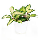 6" pot hoya carnosa krimson princess live houseplant for sale, nursery pot showcasing healthy trailing stems and multiple leaves, thick succulent-like waxy texture with pink blush new growth, thrives in bright indirect light near east or west facing windows, air-purifying qualities for healthier indoor spaces, versatile display as hanging plant or shelf trailer, a treasured gift for plant lovers young and old