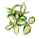 6" pot hoya carnosa krimson princess live houseplant for sale, nursery pot showcasing healthy trailing stems and multiple leaves, thick succulent-like waxy texture with pink blush new growth, thrives in bright indirect light near east or west facing windows, air-purifying qualities for healthier indoor spaces, versatile display as hanging plant or shelf trailer, a treasured gift for plant lovers young and old