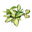 6" pot hoya carnosa krimson princess live houseplant for sale, nursery pot showcasing healthy trailing stems and multiple leaves, thick succulent-like waxy texture with pink blush new growth, thrives in bright indirect light near east or west facing windows, air-purifying qualities for healthier indoor spaces, versatile display as hanging plant or shelf trailer, a treasured gift for plant lovers young and old