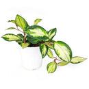 6" pot hoya carnosa krimson princess live houseplant for sale, nursery pot showcasing healthy trailing stems and multiple leaves, thick succulent-like waxy texture with pink blush new growth, thrives in bright indirect light near east or west facing windows, air-purifying qualities for healthier indoor spaces, versatile display as hanging plant or shelf trailer, a treasured gift for plant lovers young and old