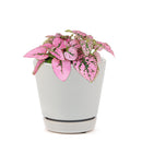 pink polka dot plant outdoors, pink polka dot splash plant, hypoestes 'pink', hypoestes pink splash care, hypoestes pink plant, pink hypoestes care, how to take care of pink polka dot plant, perfect houseplant for indoor home decor