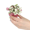 white hypoestes polka dot plant, hypoestes splash white, white splash select polka dot plant, polka dot plant green and white, white splash polka dot plant