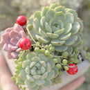 Succulent Plant Gift Ideas For Valentine's Day, Best Valentine Gifts 2024, Unique DIY Valentine's Day Gifts For That Special Someone, Rosette shaped succulent assorted pack, Succulent assorted pack perfect for weddings, Purple and pink succulent pack for wedding plan