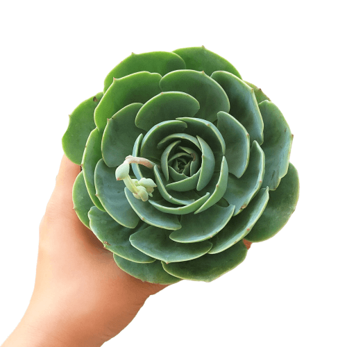 blue rose succulent care Blue Rose Echeveria Imbricata with Care Guide