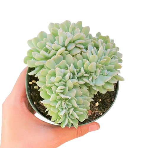 Crested Echeveria Topsy Turvy | Succulent Care Instruction