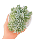 4 inch crested echeveria topsy turvy live succulent for sale, unique crested growth point forming undulating leaf fans, powdery silvery farina over blue-green fleshy leaves, wide-spreading slow-growing compact form for containers, beginner-friendly easy care drought tolerant succulent, stunning decorative display piece for shelves or desks, rare collector succulent ideal as a special gift