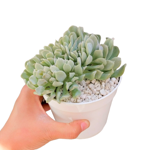 crested succulent care Crested Echeveria Topsy Turvy