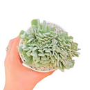 4 inch crested echeveria topsy turvy live succulent for sale, unique crested growth point forming undulating leaf fans, powdery silvery farina over blue-green fleshy leaves, wide-spreading slow-growing compact form for containers, beginner-friendly easy care drought tolerant succulent, stunning decorative display piece for shelves or desks, rare collector succulent ideal as a special gift