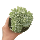 4 inch crested echeveria topsy turvy live succulent for sale, unique crested growth point forming undulating leaf fans, powdery silvery farina over blue-green fleshy leaves, wide-spreading slow-growing compact form for containers, beginner-friendly easy care drought tolerant succulent, stunning decorative display piece for shelves or desks, rare collector succulent ideal as a special gift