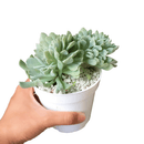 4 inch crested echeveria topsy turvy live succulent for sale, unique crested growth point forming undulating leaf fans, powdery silvery farina over blue-green fleshy leaves, wide-spreading slow-growing compact form for containers, beginner-friendly easy care drought tolerant succulent, stunning decorative display piece for shelves or desks, rare collector succulent ideal as a special gift