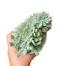 4 inch crested echeveria topsy turvy live succulent for sale, unique crested growth point forming undulating leaf fans, powdery silvery farina over blue-green fleshy leaves, wide-spreading slow-growing compact form for containers, beginner-friendly easy care drought tolerant succulent, stunning decorative display piece for shelves or desks, rare collector succulent ideal as a special gift