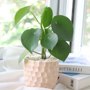 6" pot peperomia polybotrya 'raindrop' live houseplant for sale, impressive sculptural plant with bold shiny raindrop-shaped deep green foliage, semi-succulent slow-growing upright form, easy care and highly forgiving for busy plant owners, completely non-toxic and pet safe, a striking decorative accent for modern or bohemian living spaces