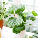 buy calathea 'orbifolia' live houseplant 4" pot online, glossy oversized round leaves with pale silver ribbing, pet friendly and non-toxic to cats and dogs, slow-growing statement plant with tropical character, consistent moisture and humidity needs, a show-stopping centerpiece for boho or contemporary interiors, thoughtful and long-lasting gift for any plant parent