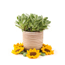 Sunflower Crochet Coaster for sale online, Mini Flower Bouquet Gifts for Mother's Day, 6 inch Plant Pot Coaster for sale, Creative Home Decor Table Decor