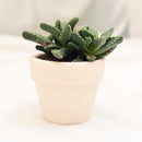 Tiger’s Jaw Crassula - Faucaria candida