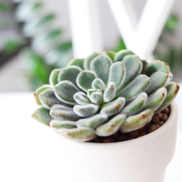 doris taylor succulent flower Echeveria Doris Taylor Mexican Firecracker Wolly Rose | Care Guide