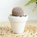 Rainbow Hedgehog Cactus - Echinocereus rigidissimus ssp. rubispinus