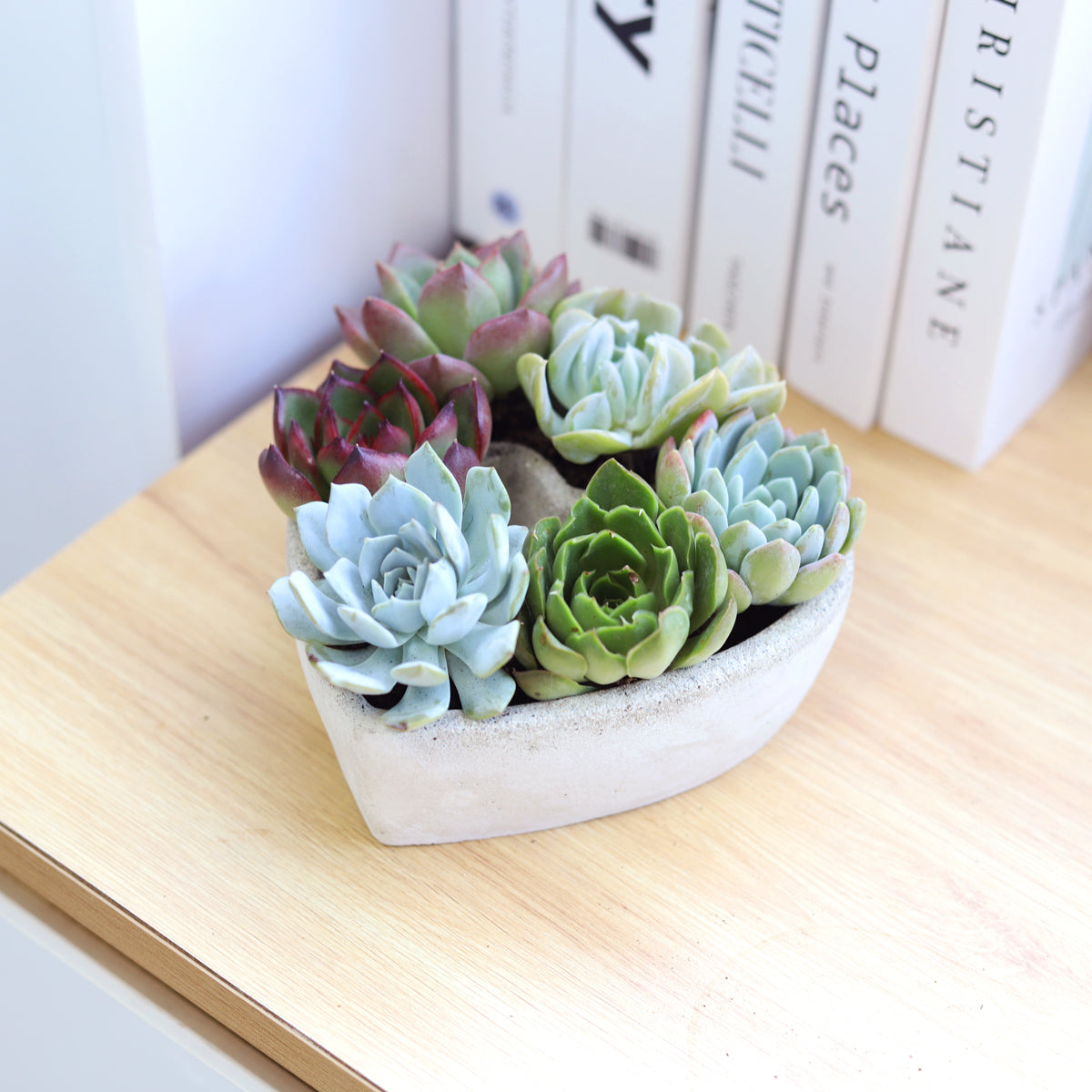 7 inch Succulent Heart Arrangement for sale, Succulent Gift Ideas, Live Succulent Arrangement for Home Decor Ideas, Mother's Day Succulent Arrangement, Send Potted Plants to Mom For Mother's Day, Potted Succulent Arrangement for Sale
