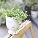 Buy an 8-pack of String of Dolphins live plants online. Each trailing plant features distinctive dolphin-shaped leaves on cascading vines. Easy to care for, they thrive in bright light, well-draining soil, and minimal watering.