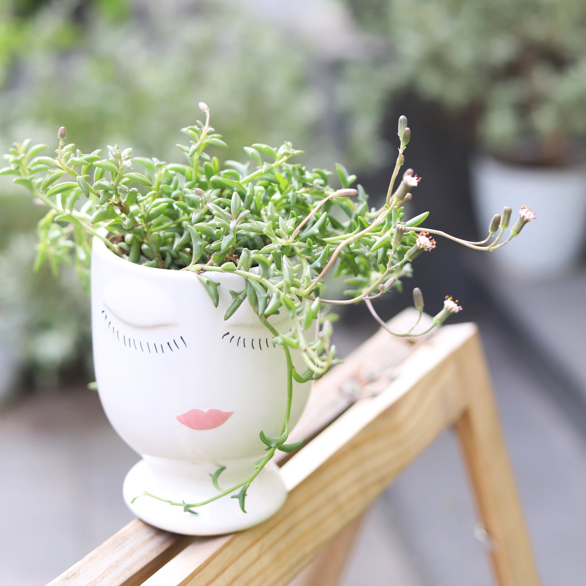 String of Dolphins Senecio Peregrinus Succulent Plant, Succulent Plant for sale, buy succulent online, Holiday decor ideas, Succulent gifts, string of dolphins plant for sale