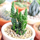 buy joseph's coat cactus live cactus 2 inch online, vivid variegated prickly pear with multi-tone pad coloring, compact slow-growing upright cactus, hardy to usda zone 9 with frost protection needed, full sun direct light required for best color, adds bold desert character to any well-lit living space, an extraordinary and rare gift for any plant collection
