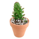 buy joseph's coat cactus live cactus 2 inch online, vivid variegated prickly pear with multi-tone pad coloring, compact slow-growing upright cactus, hardy to usda zone 9 with frost protection needed, full sun direct light required for best color, adds bold desert character to any well-lit living space, an extraordinary and rare gift for any plant collection