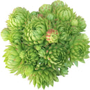Sempervivum Jovibarba Allionii