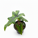 buy alocasia 'jacklyn' live plant 8" pot online, large deeply divided antler-shaped leaves in vibrant green, creamy petioles with purple streaks, sculptural jungle-grown silhouette, high humidity loving indoor tropical, stunning statement floor plant for living rooms or offices, an extraordinary gift for rare plant collectors