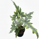 buy alocasia 'jacklyn' live plant 8" pot online, large deeply divided antler-shaped leaves in vibrant green, creamy petioles with purple streaks, sculptural jungle-grown silhouette, high humidity loving indoor tropical, stunning statement floor plant for living rooms or offices, an extraordinary gift for rare plant collectors