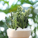 buy joseph's coat cactus live cactus 2 inch online, vivid variegated prickly pear with multi-tone pad coloring, compact slow-growing upright cactus, hardy to usda zone 9 with frost protection needed, full sun direct light required for best color, adds bold desert character to any well-lit living space, an extraordinary and rare gift for any plant collection